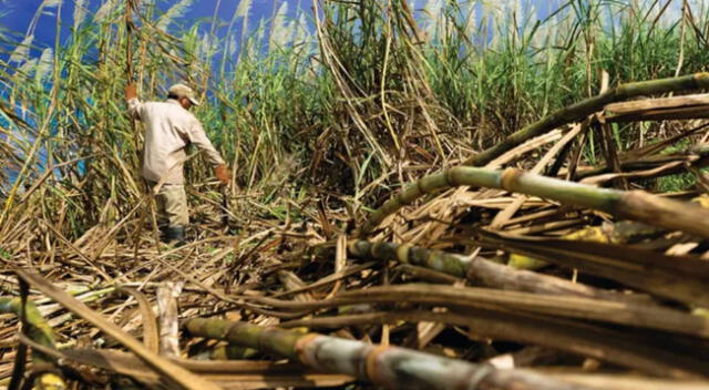 Hallan sin vida a menor entre la plantaciones de azúcar en Virú.