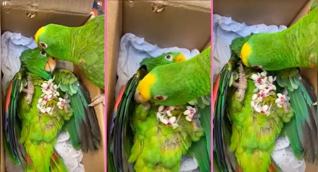 Un lorito ha hecho llorar a mares en TikTok tras la tierna despedida a su compañera fallecida.