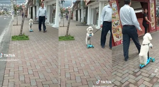 El can le gusta moverse en el scooter.