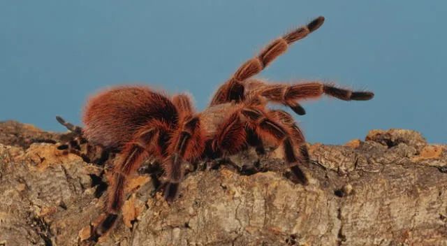 La tarántula Goliat es la araña más grande del mundo.