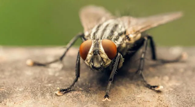 Debes tener cuidado si tienes moscas grandes dentro de un hogar.