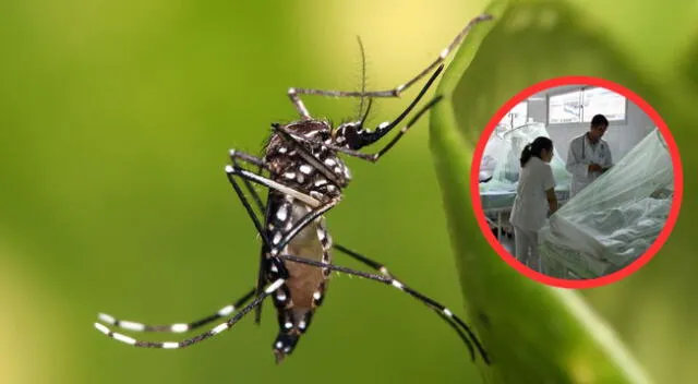 Descubre como eliminar los zancudos del dengue de forma rápida y segura.