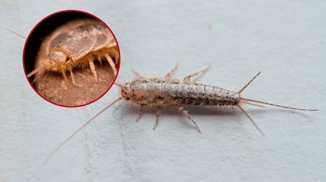 Conoce las consecuencias que traen los pececillos de plata.