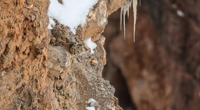 Conoce el increíble truco que utilizan los leopardos para esconderse.