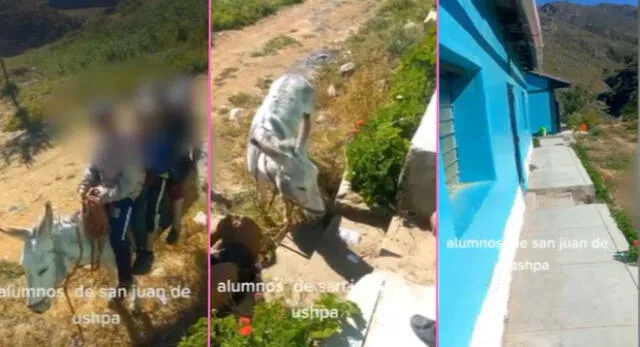 Profesor capta a niños de Huánuco llegando en burro a su colegio y escena es viral en TikTok.