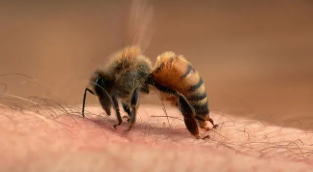 Descubre este gran misterio que tienen las abejas.