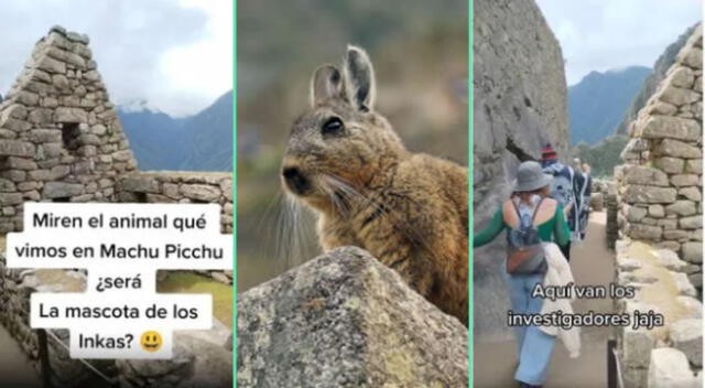 El exótico animal llamó la atención de los turistas.