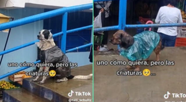 Usuarios felicitan a la persona que hizo los curiosos trajes para los perritos.