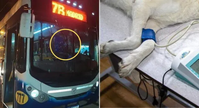 Un chofer atropelló a un perrito y se dio a la fuga, pero sus dueños lo atacaron en Argentina.