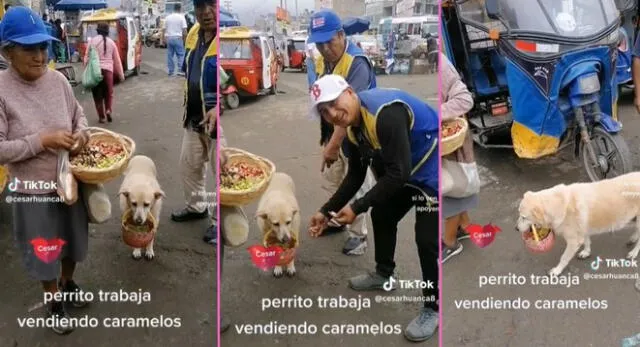 Perrito caja vende caramelos en las calles junto a su dueña en Carabayllo y es viral en TikTok.