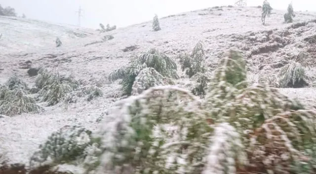 Nevado afectó las cosechas de avena y cebada.