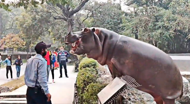 Sin importarle el peligro el guardia se plantó frente al animal.