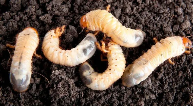 Conoce cómo puedes eliminar los gusanos blancos de la cocina.