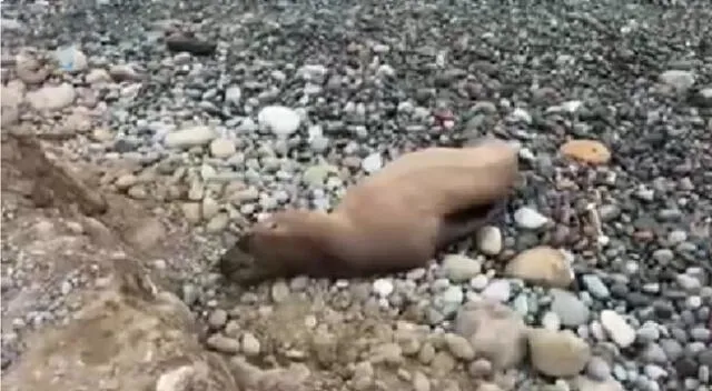 Foca encontrada en playa de Miraflores.