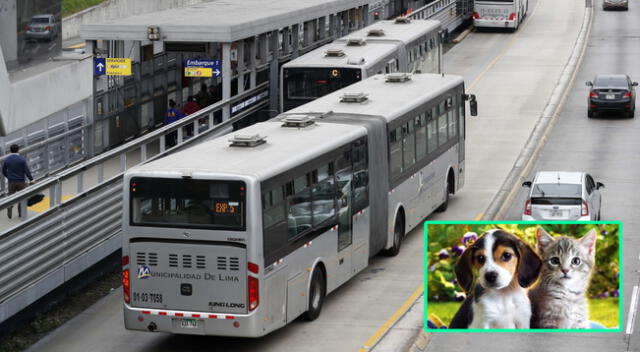 Usuarios del Metropolitano pueden llevar sus mascotas en el transporte.