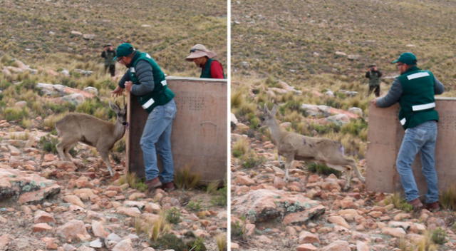 Esta es la tercera taruca que Serfor rescata y libera en Arequipa en los últimos tres años.