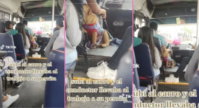 Chofer lleva a su perrita a trabajar y escena enternece a miles de usuarios en TikTok.