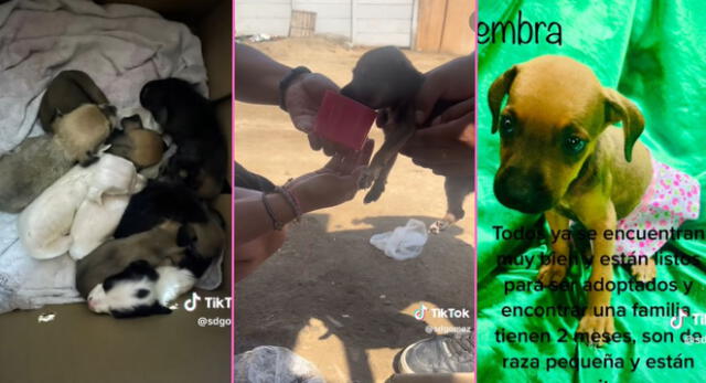 Una joven peruana encontró una caja con 7 perritas abandonados en la carretera y es viral en TikTok.