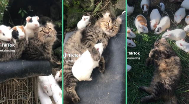 La enternecedora escena entre un gatito y un grupo de cuyes fue viral en TikTok.