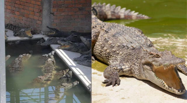 Su familia siempre le pidió a su pariente que dejará la crianza de cocodrilos.