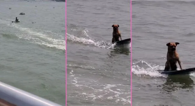 Perrito surfista deja en 'shock' a miles de usuarios en TikTok tras ser captado sobre el mar.