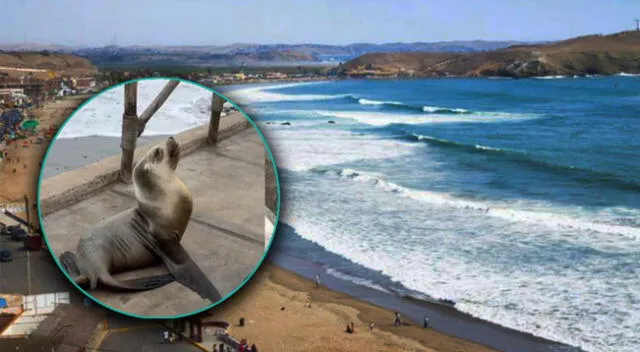 Los lobos marinos continúan saliendo de su hábitat tras oleajes anómalos.