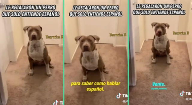 La reacción del perrito fue viral en TikTok.