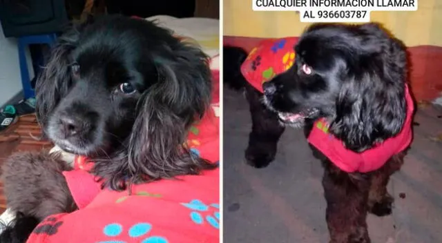 Blacky se perdió el último 13 de mayo en Pueblo Libre y su familia ofrece importante recompensa por información sobre su ubicación.