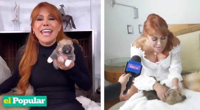 Magaly Medina en su faceta de abuela chocha junto con los cachorros de su perrita Chanel