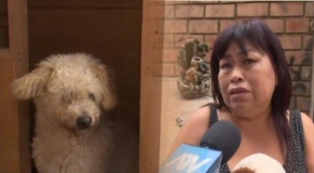 Mujer busca hace 1 mes a su perrito perdido en el Callao.