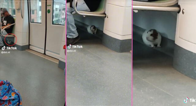 Un muchacho vio a un cuy en uno de los vagones del Metro de Lima y es viral en TikTok.