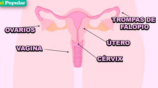 Explora los órganos internos del aparato reproductor femenino y su papel en el ciclo menstrual.