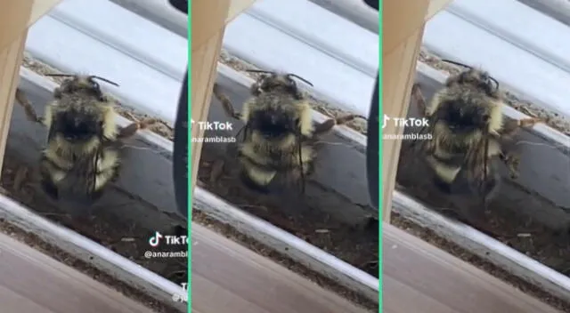 Los movimientos de la abeja fueron viral en TikTok.