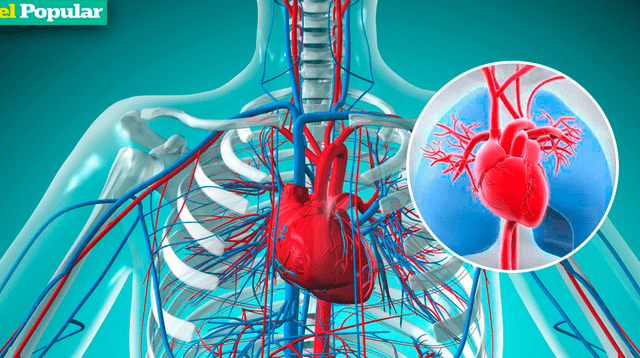 Mira de cerca el sistema circulatorio humano y descubre cómo funciona este crucial aparato corporal.