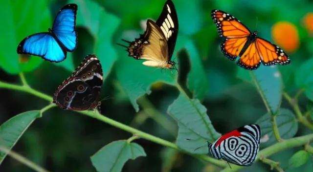 Descubre el significado espiritual de las mariposas de colores.