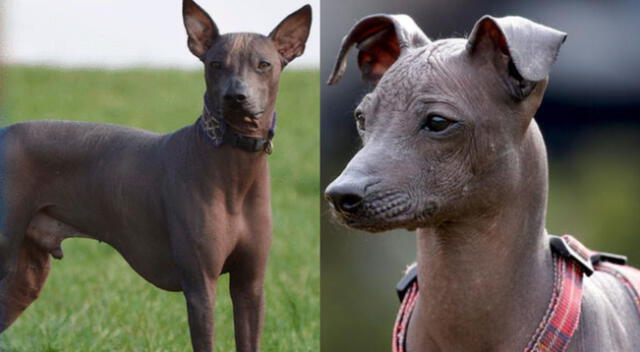 Día del perro peruano o perro sin pelo se celebra este lunes 12 de junio.