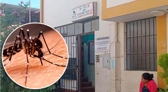 Mosquito Aedes aegypti es el transmisor de la enfermedad dengue.