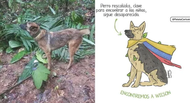 Wilson, el perrito rescatista, se encuentra desaparecido tras ayudar en el rescate de los cuatro niños en Colombia.
