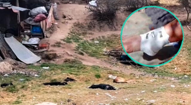 Jauría de perro ataca a hombbre de de 63 años en Huancayo.