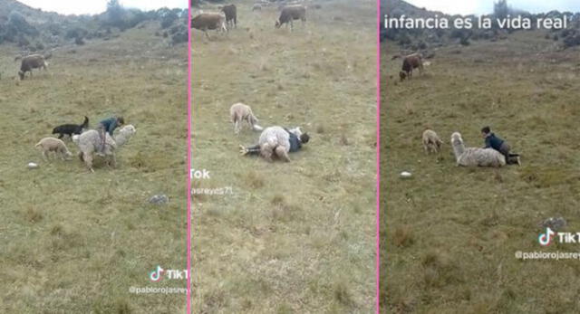 Niño conmueve miles de corazones en TikTok al jugar con su alpaca pequeña y es viral.