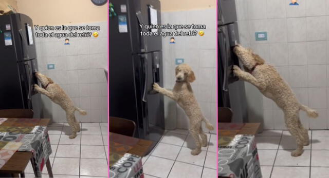 Un perrito fue descubierto por su dueño tomando agua de la refrigeradora y es viral en TikTok.