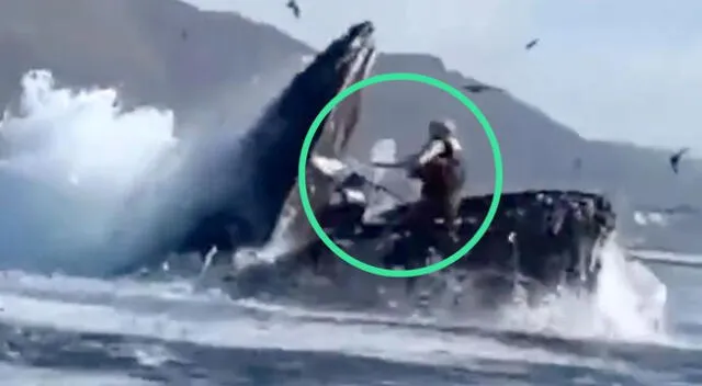 La ballena se tragó a dos turistas en una playa de Estados Unidos.