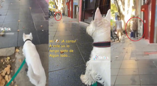 Peculiar video de dos perros en plena calle se hizo viral en las redes sociales.