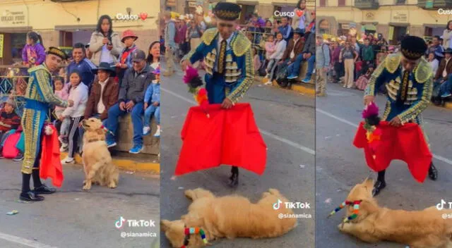 El perro se robó la miradas de todos los presentes en el desfile canino.