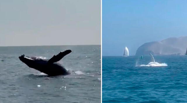 enorme ballena es vista cerca de playa La Punta