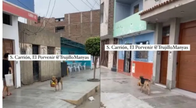 Perro lleva los pedidos