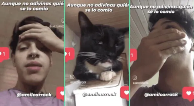 La reacción del gato fue viral en TikTok.