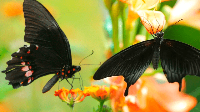 Las mariposas negras y su significado espiritual cuando entran en el hogar.