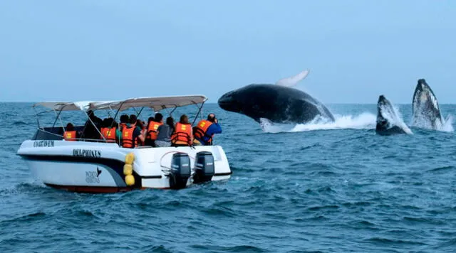 Esta temporada es perfecta para el avistamiento de ballenas.