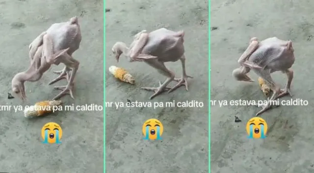 El look del ave dejó sorprendidos a muchos usuarios de TikTok.